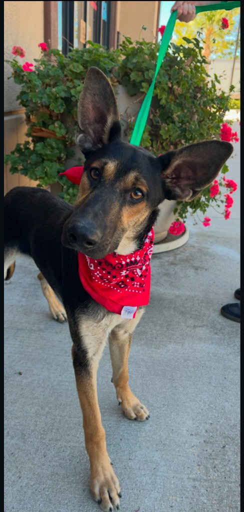 Huxley - (Courtesy Post) Adopt Me!, photo 2