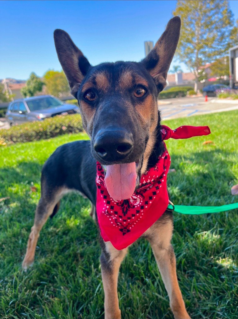 Huxley - (Courtesy Post) Adopt Me!, photo 3