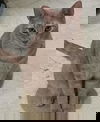 Monte