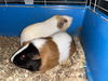 Cookie and Cream