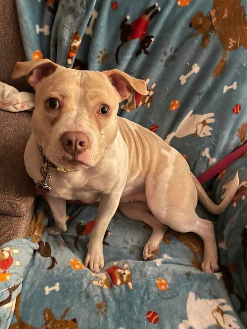 picture of the dog needing adoption