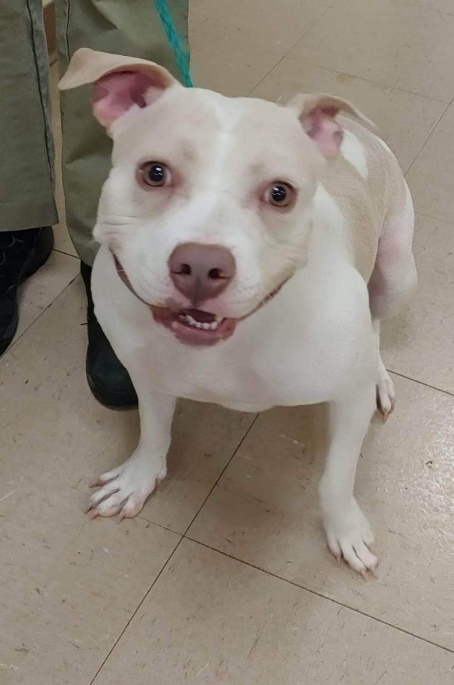 Dog for Adoption Daisey, a Pit Bull Terrier in Lindenwold, NJ Alpha Paw