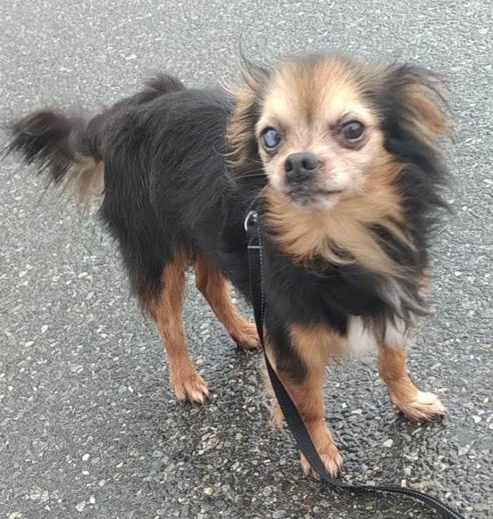 Dog for Adoption - Koda, a Chihuahua in Swedesboro, NJ | Alpha Paw