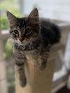 Vincenzo