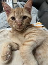 Leo