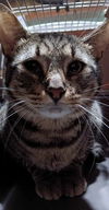 Diego