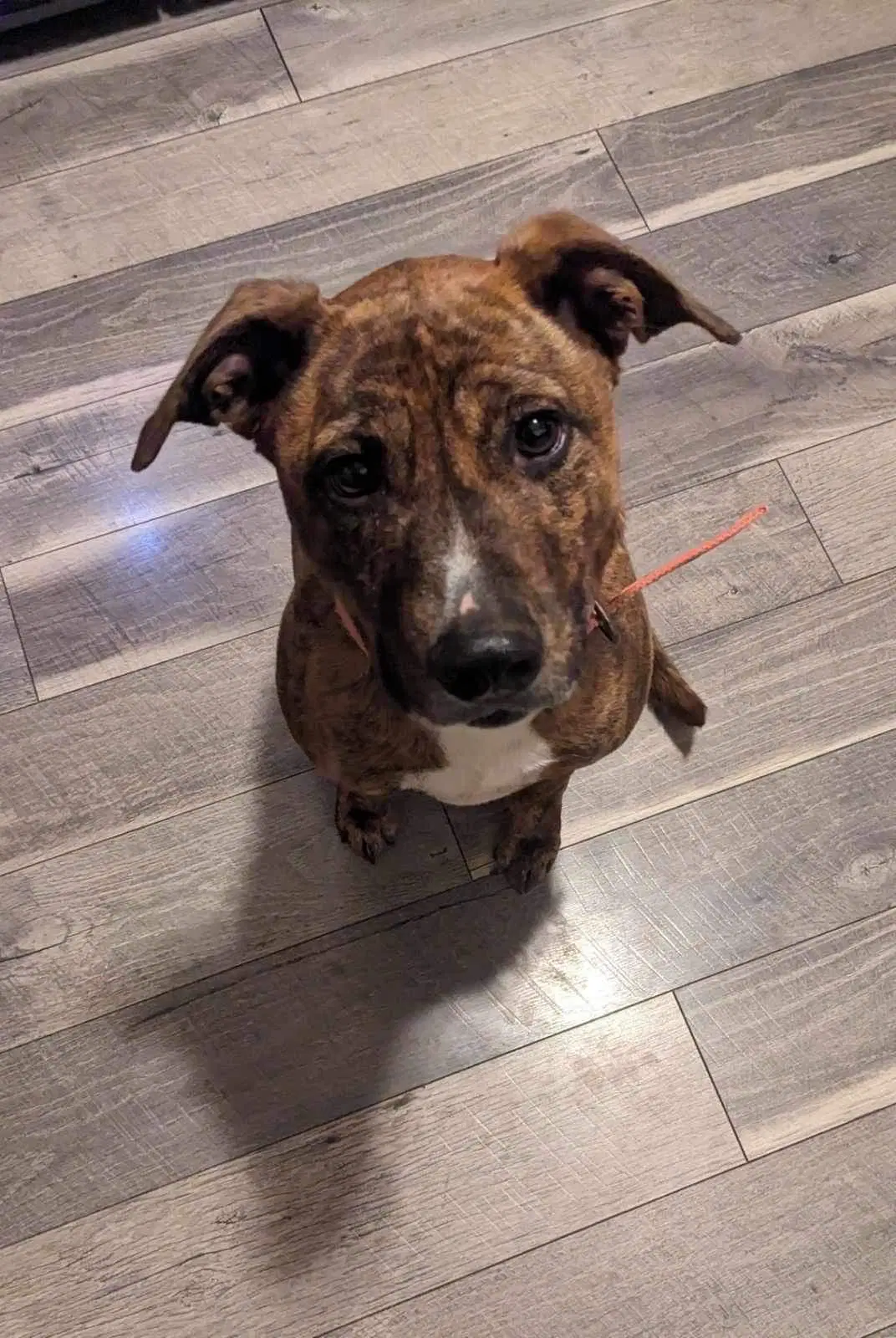 Rosiebrooklyn - Terrier