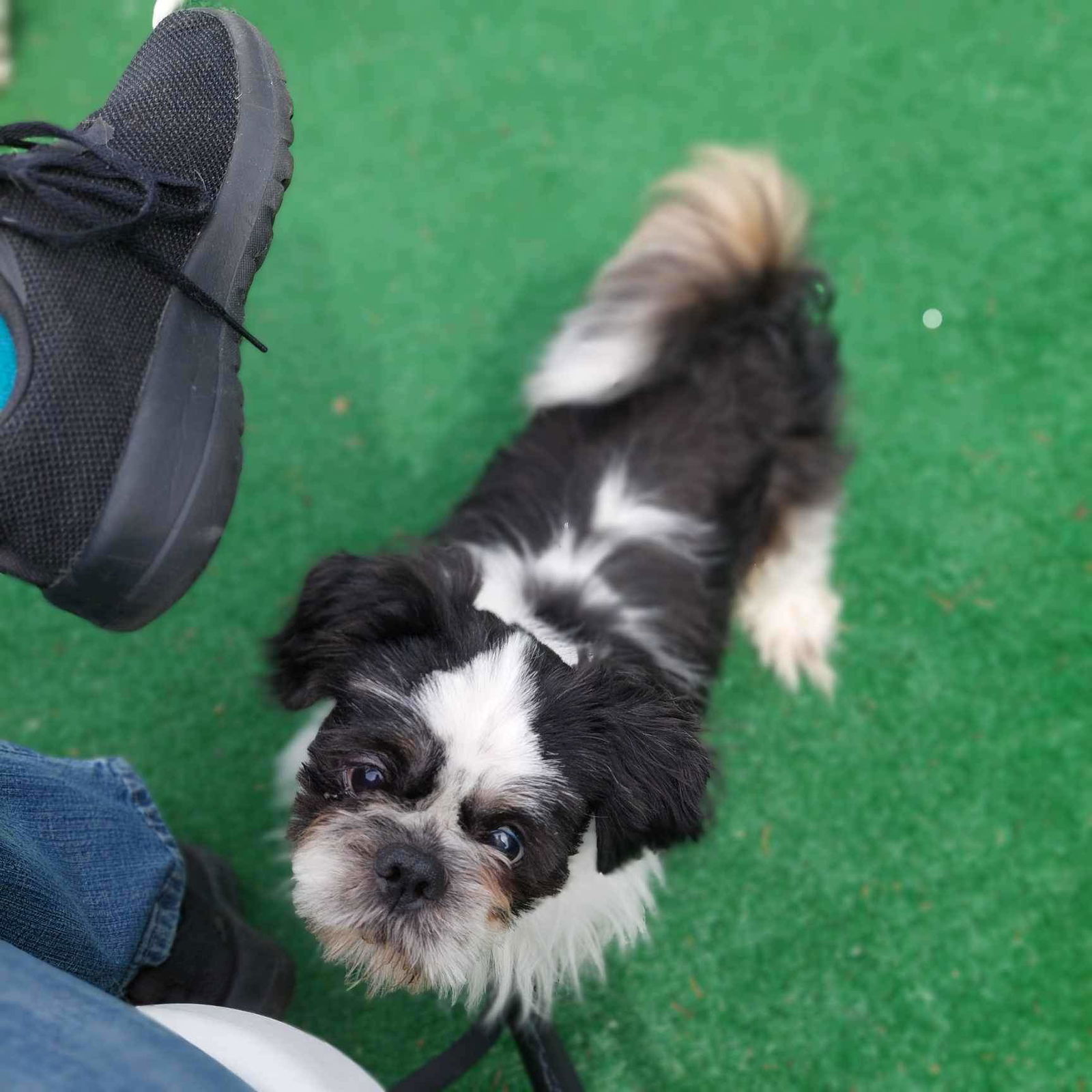 dog-for-adoption-benny-a-shih-tzu-in-newport-de-alpha-paw