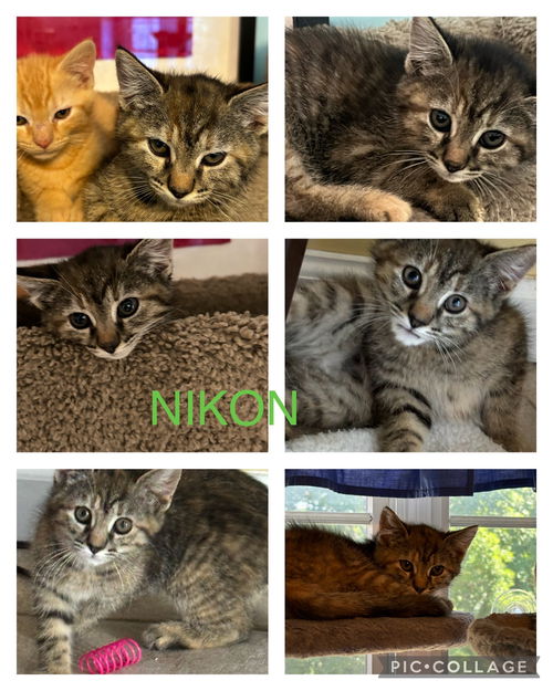 KITTENS COMING SOON!