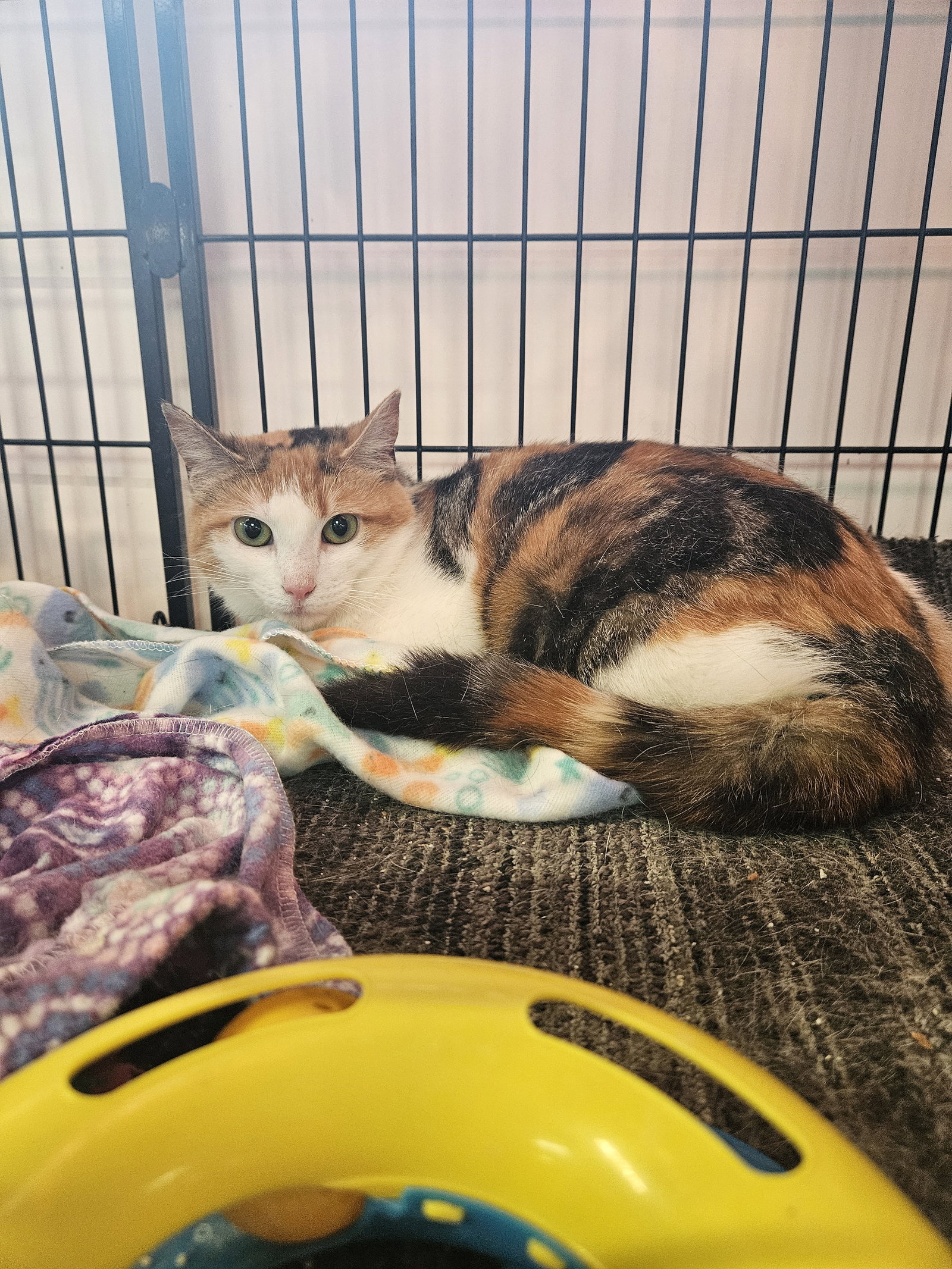 Cats for Adoption in Middletown, Delaware Alpha Paw