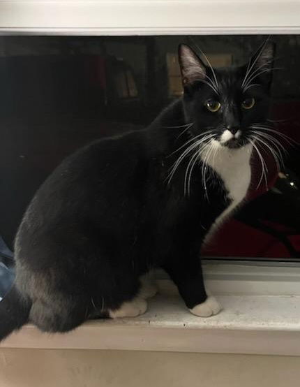 adoptable Cat in Gibbstown, NJ named Ironhide