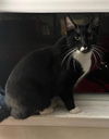 adoptable Cat in , NJ named Ironhide