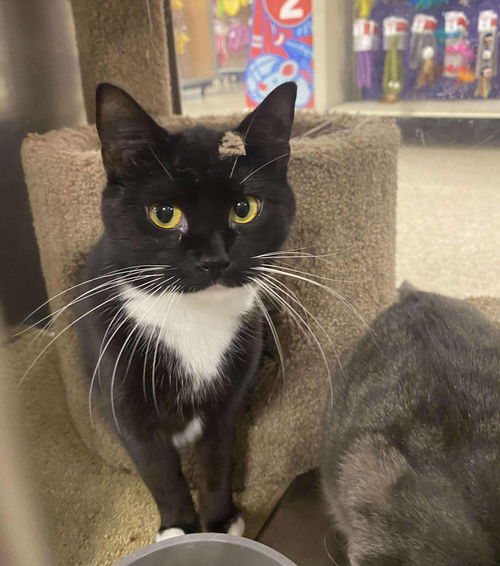 picture of the cat needing adoption