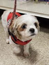 Tootsie