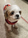 Tootsie
