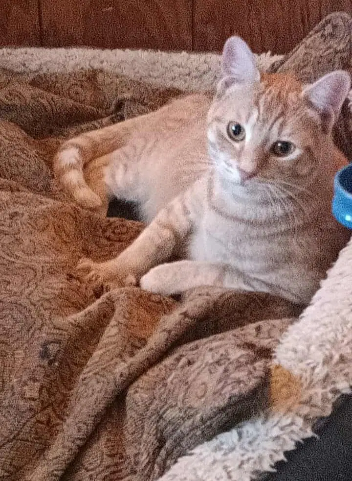 Frankie - Tabby