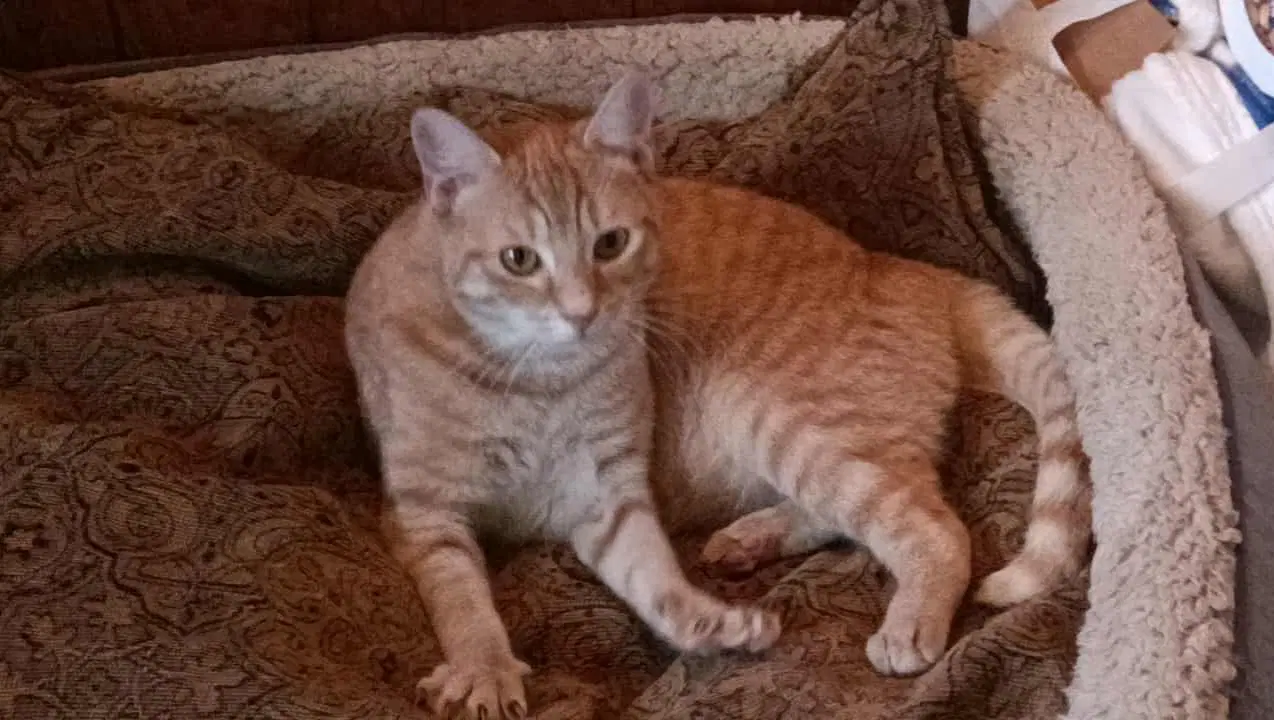 Frankie image 2