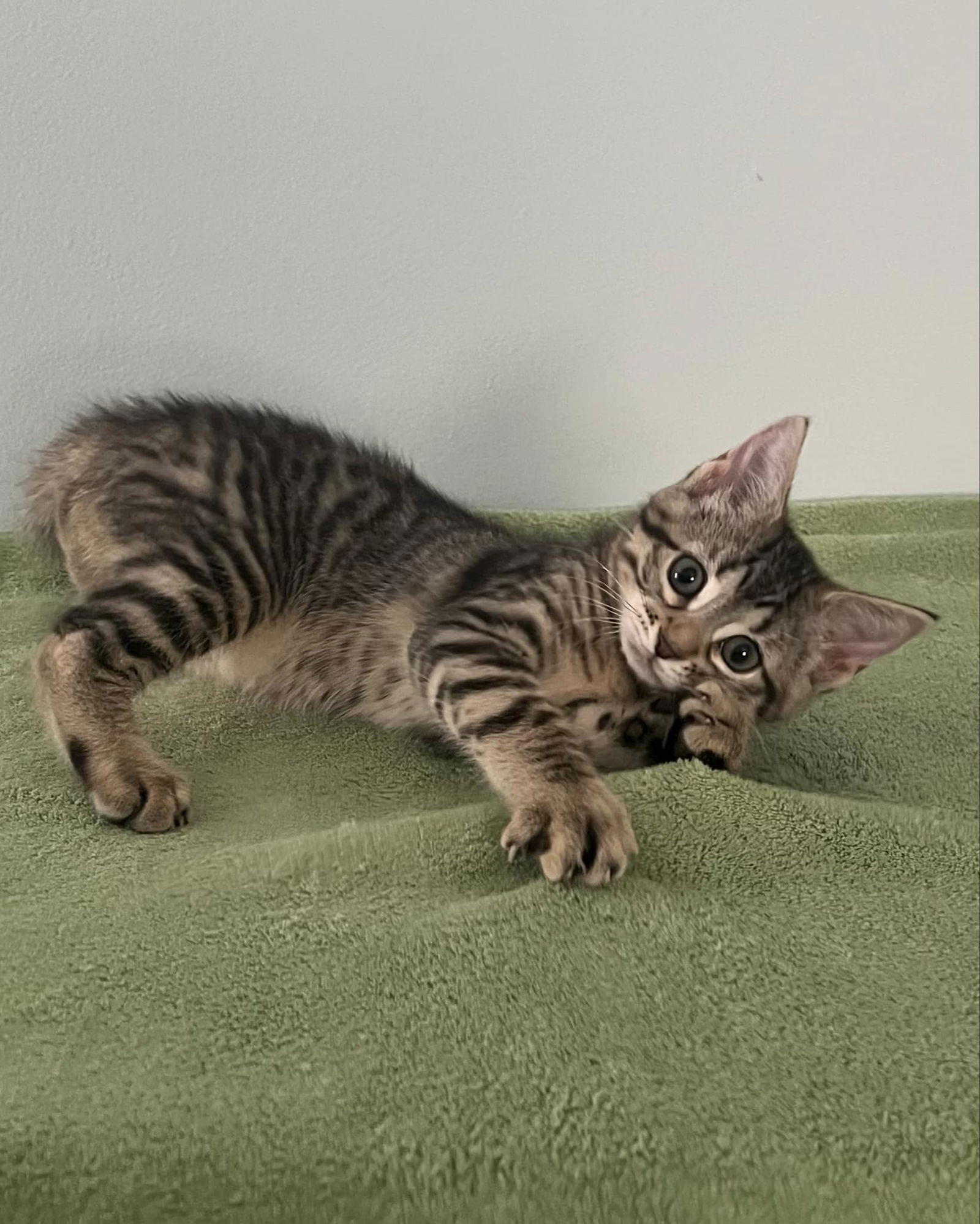 adoptable Cat in Gibbstown, NJ named River