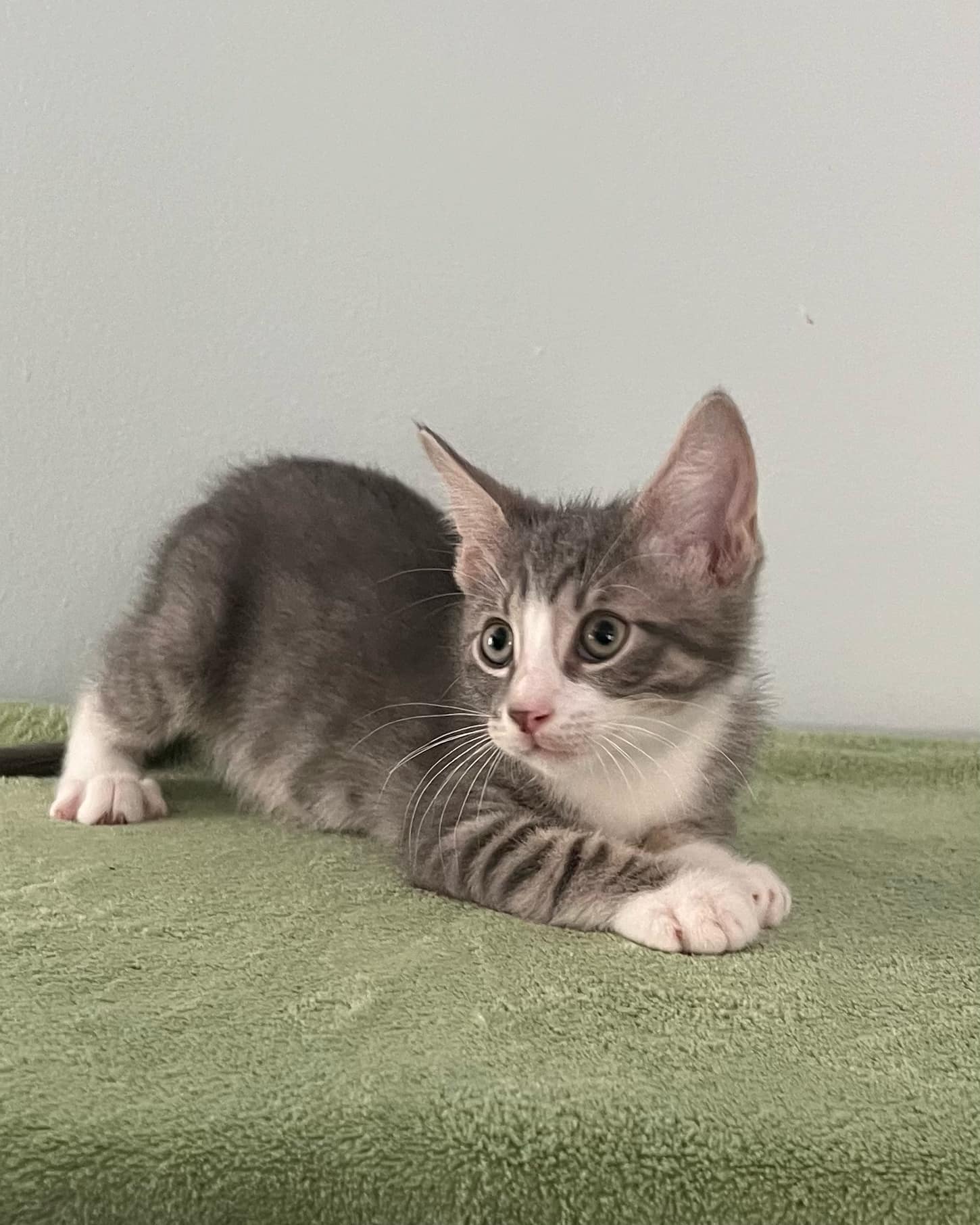 adoptable Cat in Gibbstown, NJ named Tundra