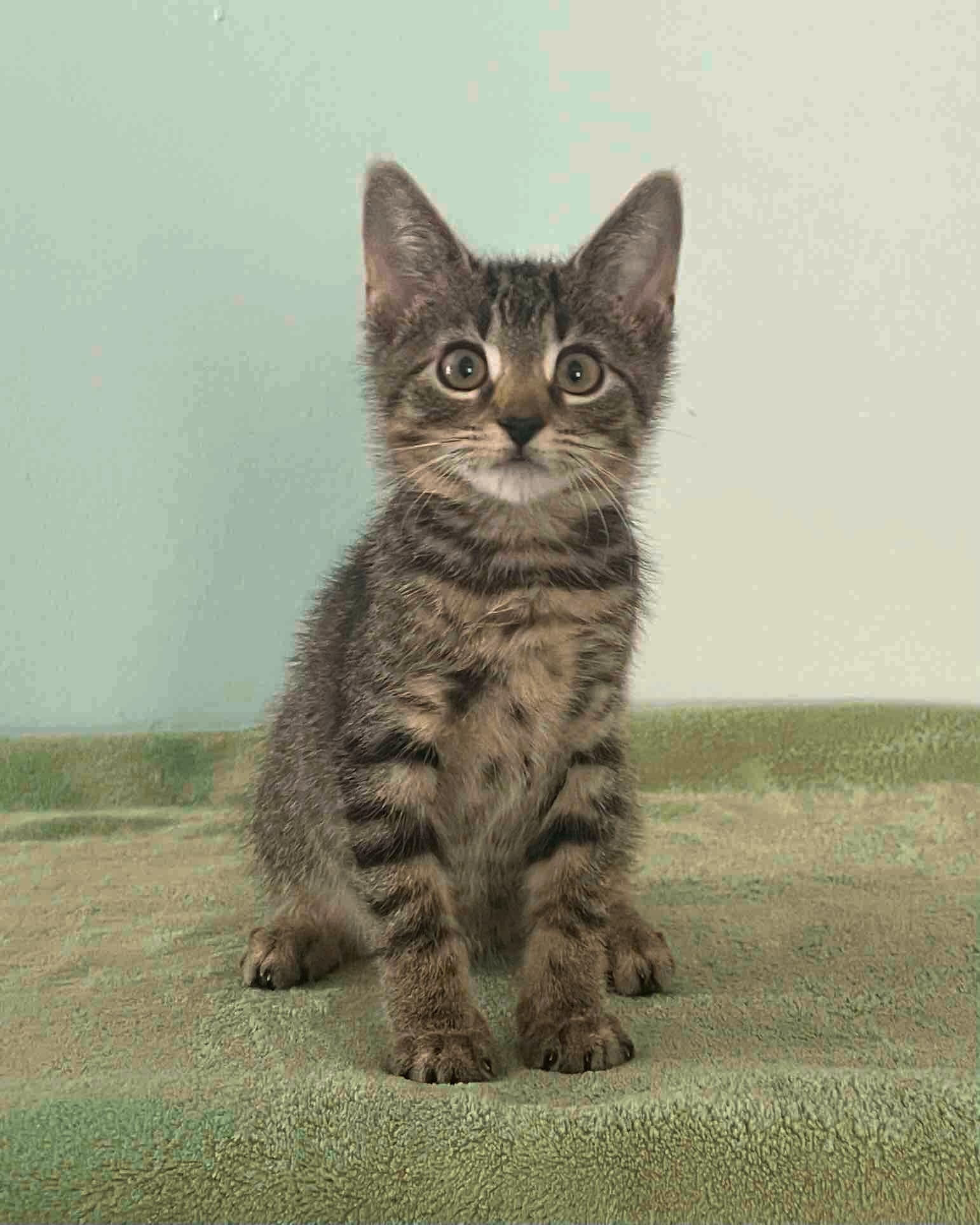 adoptable Cat in Gibbstown, NJ named Valley