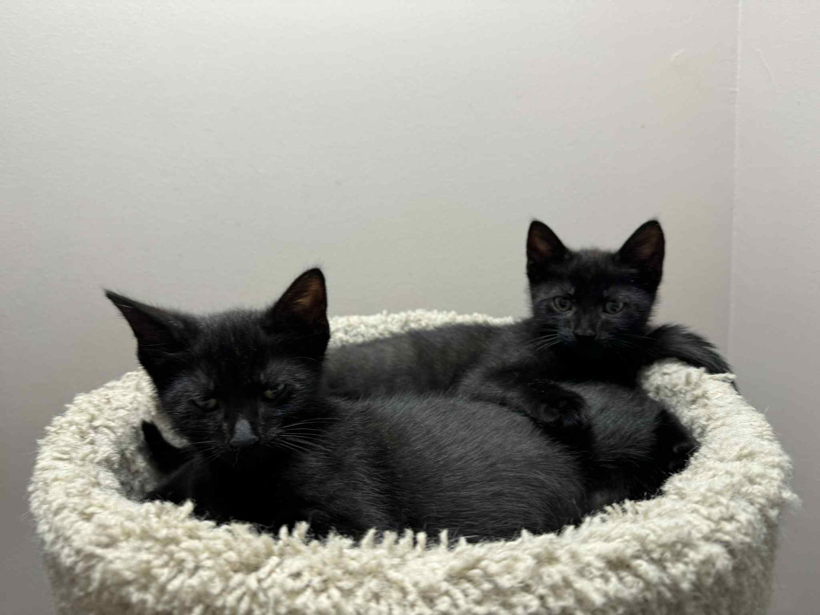adoptable Cat in Gibbstown, NJ named Rocky & Houdini