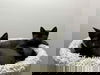 adoptable Cat in gibbstown, NJ named Rocky & Houdini