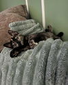 adoptable Cat in  named Gizmo
