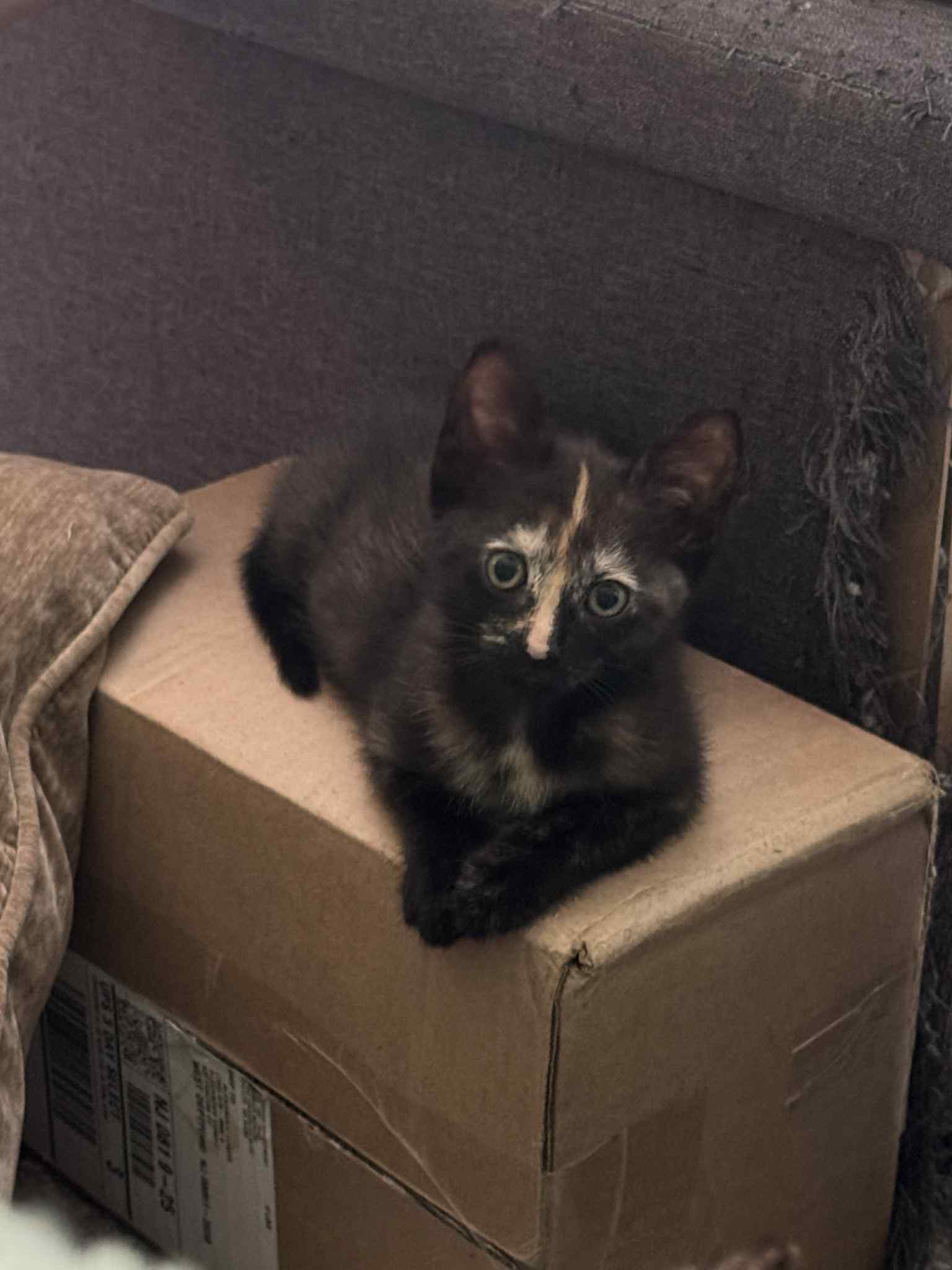 adoptable Cat in Gibbstown, NJ named Crossfire