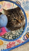 adoptable Cat in  named Ruby