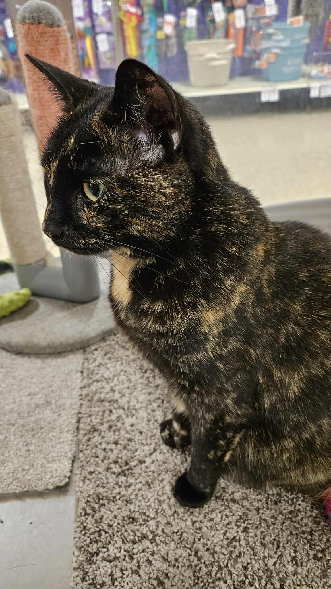 adoptable Cat in Gibbstown, NJ named Crystal