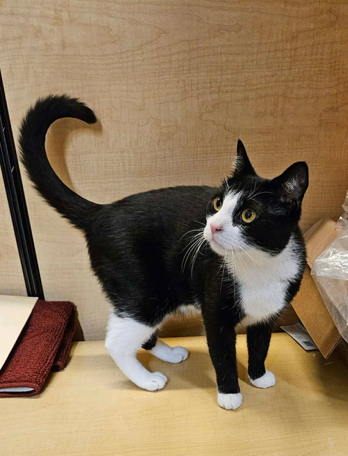 Aggro aka Chance, Tuxedo, cat for adoption in Dover, Delaware