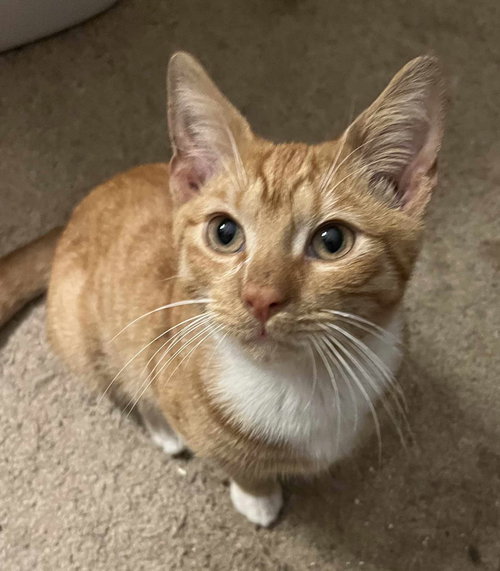 Mr. Kitty