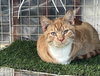 Mr. Kitty
