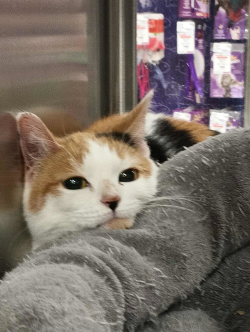 Mysti