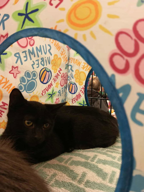 Mojo