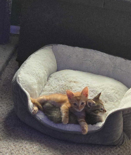Milo & Misty