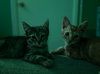 Milo & Misty