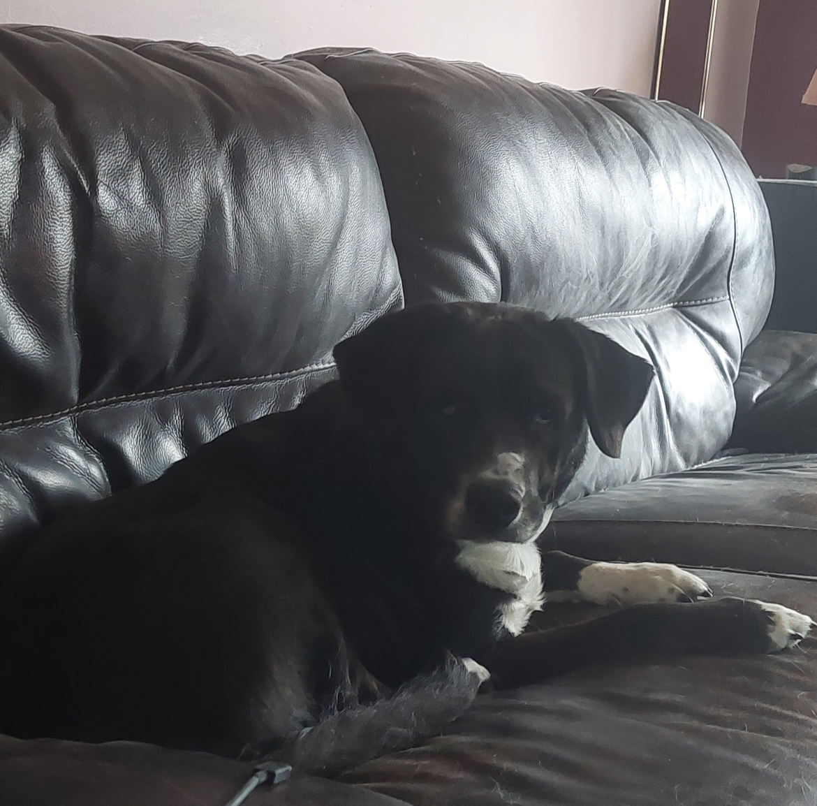 Rosie