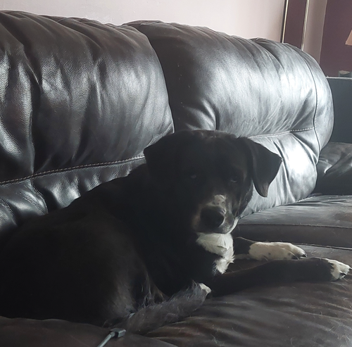 Rosie