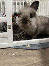 Benny