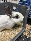 Slim