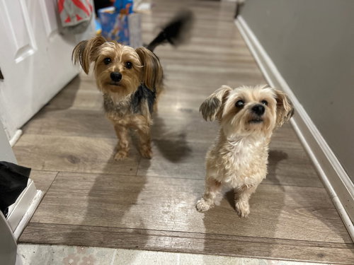 Delilah & Daisy