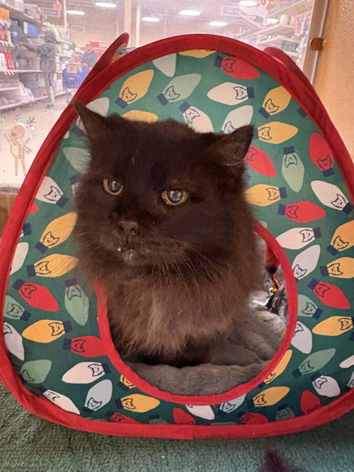 Theodora aka Teddy