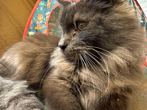 picture of the cat needing adoption