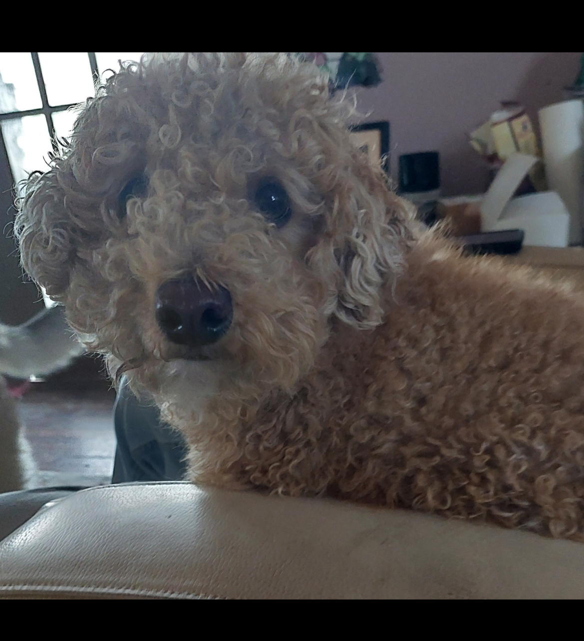 Murphy