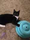 Bella