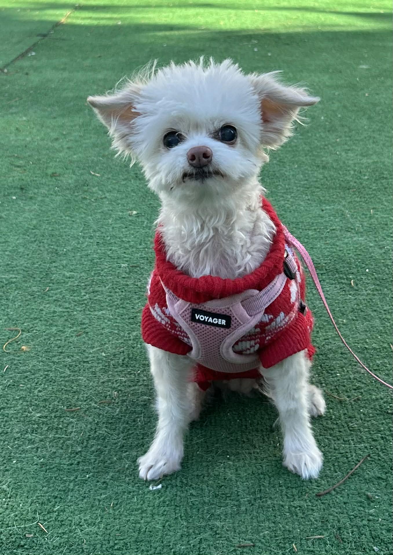 Nala - Maltese
