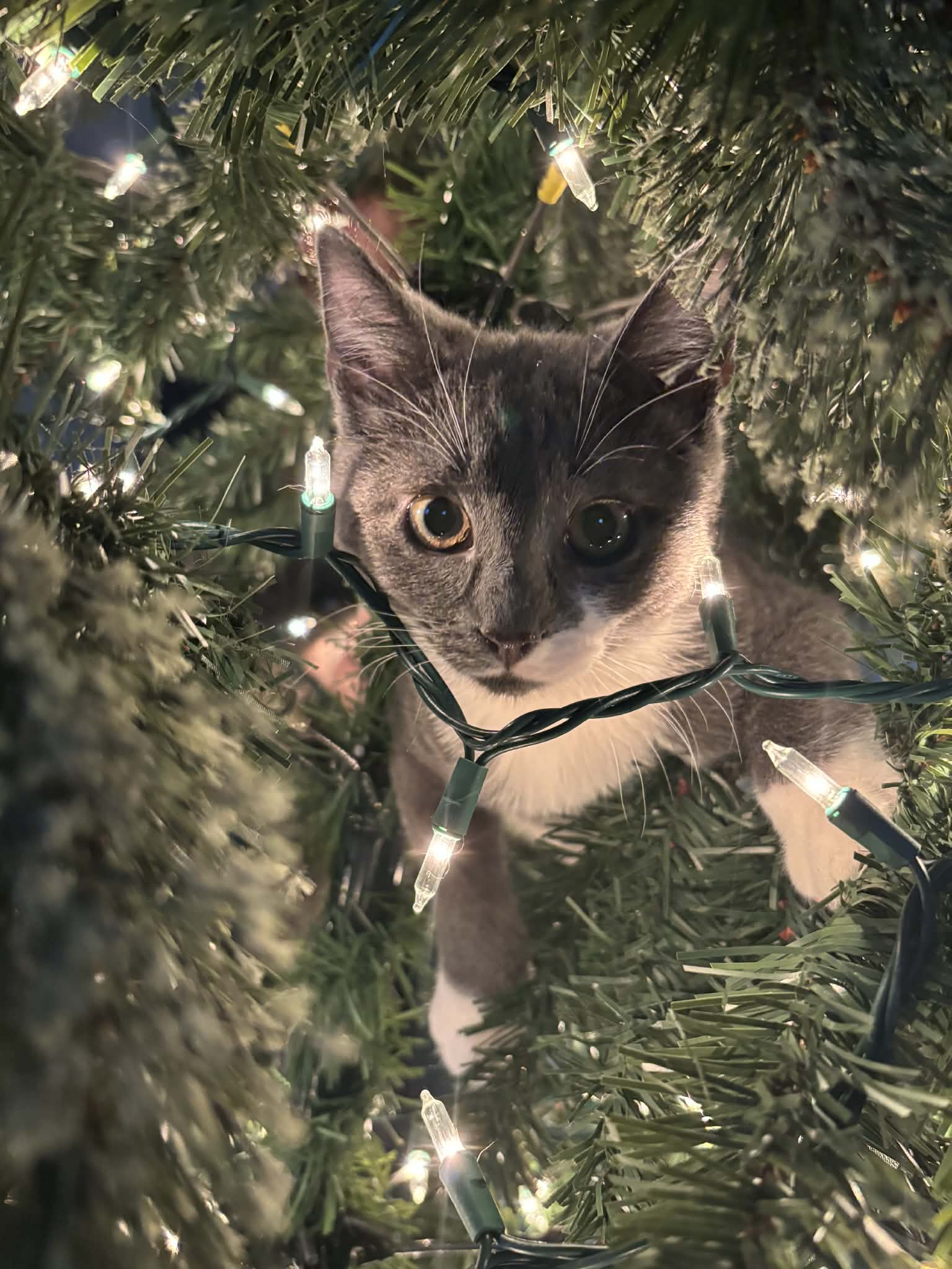 Basil