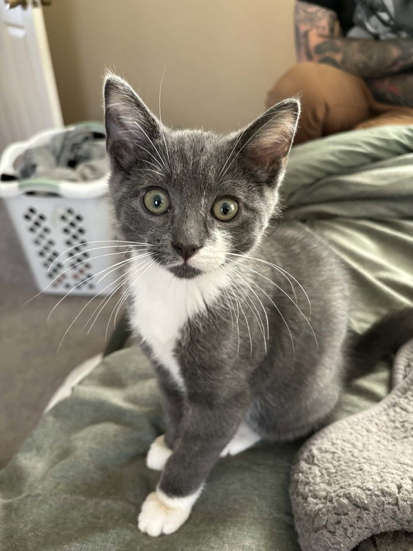 Basil