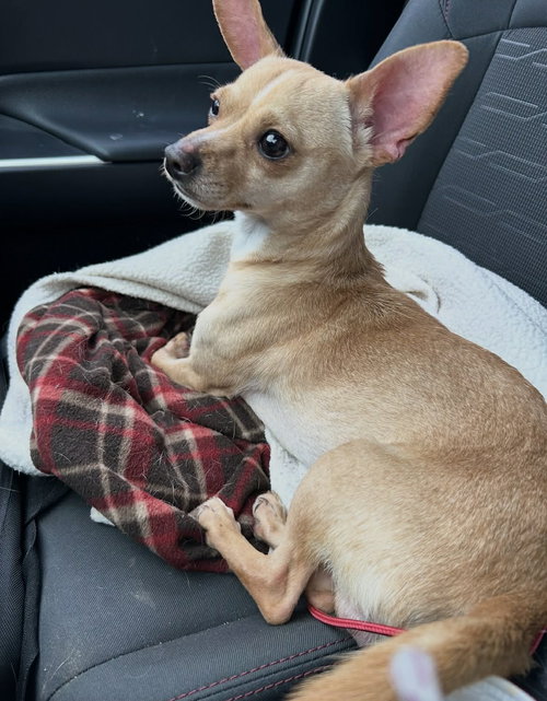 Peanut Butter, an adoptable Chihuahua in Gibbstown, NJ